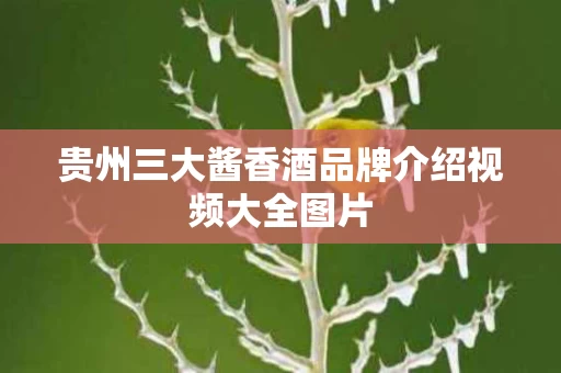 贵州三大酱香酒品牌介绍视频大全图片