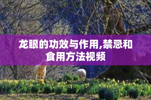 龙眼的功效与作用,禁忌和食用方法视频