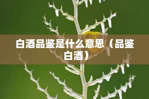 白酒品鉴是什么意思（品鉴 白酒）