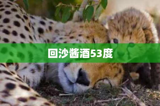 回沙酱酒53度