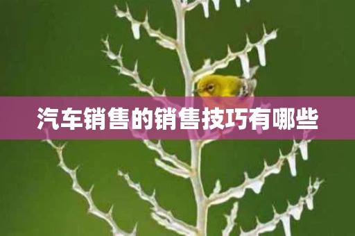 汽车销售的销售技巧有哪些
