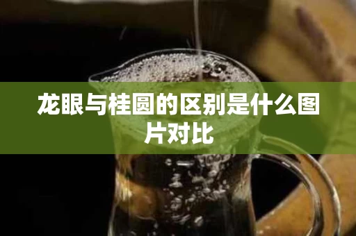 龙眼与桂圆的区别是什么图片对比