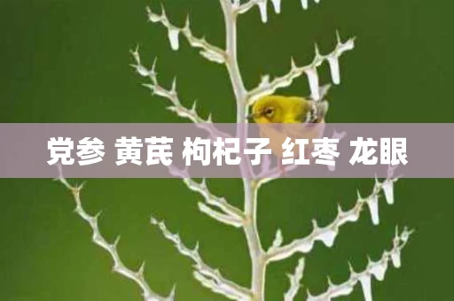 党参 黄芪 枸杞子 红枣 龙眼