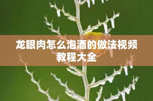 龙眼肉怎么泡酒的做法视频教程大全