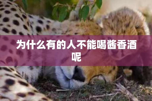 为什么有的人不能喝酱香酒呢