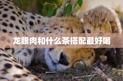 龙眼肉和什么茶搭配最好喝