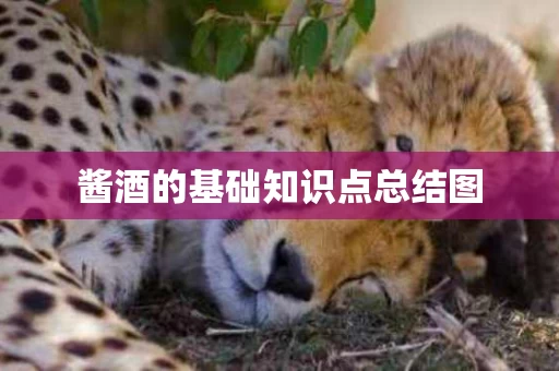 酱酒的基础知识点总结图