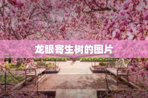 龙眼寄生树的图片