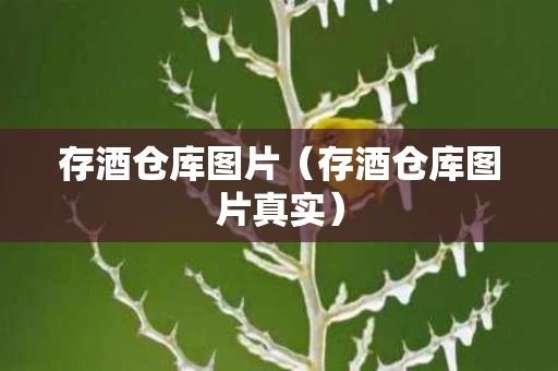 存酒仓库图片（存酒仓库图片真实）