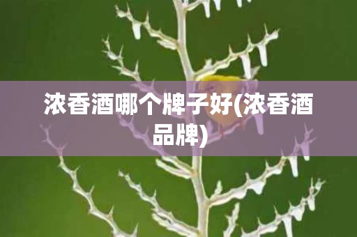 浓香酒哪个牌子好(浓香酒品牌)