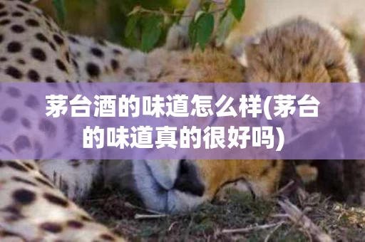茅台酒的味道怎么样(茅台的味道真的很好吗)