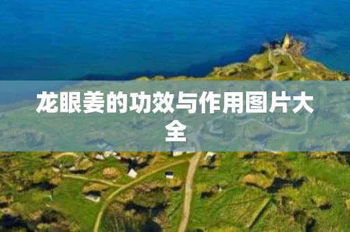 龙眼姜的功效与作用图片大全