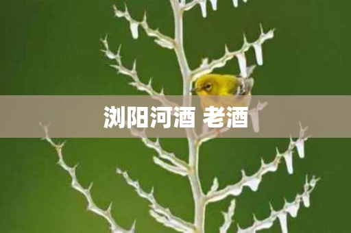 浏阳河酒 老酒