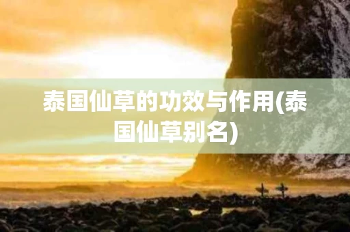 泰国仙草的功效与作用(泰国仙草别名)
