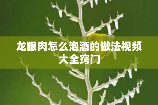 龙眼肉怎么泡酒的做法视频大全窍门