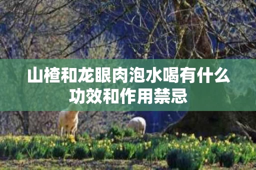 山楂和龙眼肉泡水喝有什么功效和作用禁忌