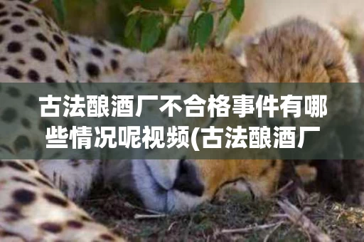 古法酿酒厂不合格事件有哪些情况呢视频(古法酿酒厂不合格事件有哪些情况呢视频讲解)