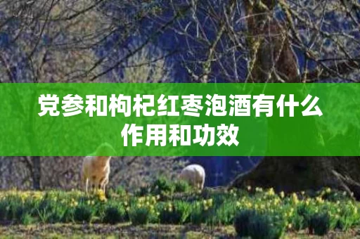 党参和枸杞红枣泡酒有什么作用和功效