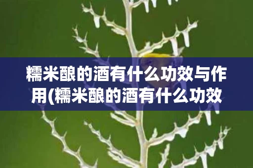 糯米酿的酒有什么功效与作用(糯米酿的酒有什么功效与作用及禁忌)