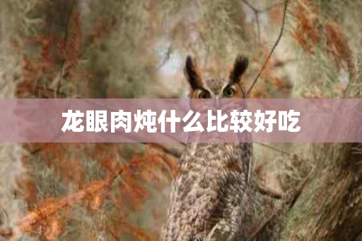 龙眼肉炖什么比较好吃