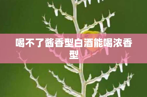 喝不了酱香型白酒能喝浓香型