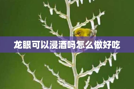 龙眼可以浸酒吗怎么做好吃