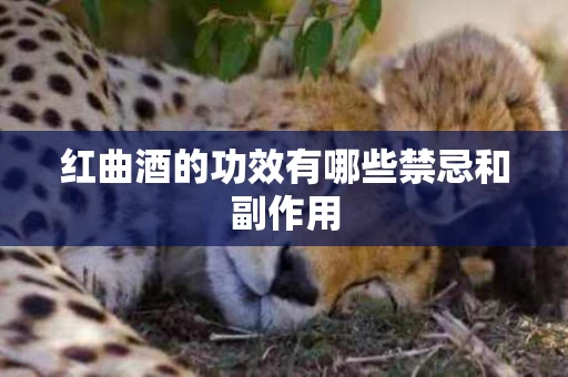 红曲酒的功效有哪些禁忌和副作用