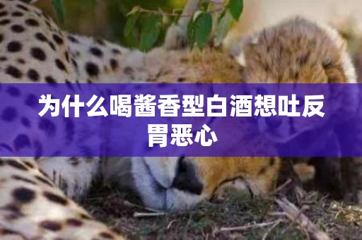 为什么喝酱香型白酒想吐反胃恶心