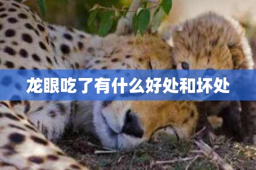 龙眼吃了有什么好处和坏处