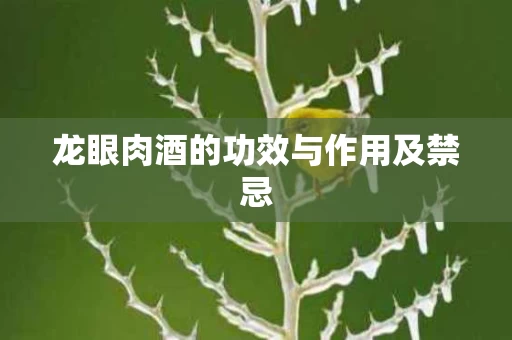 龙眼肉酒的功效与作用及禁忌