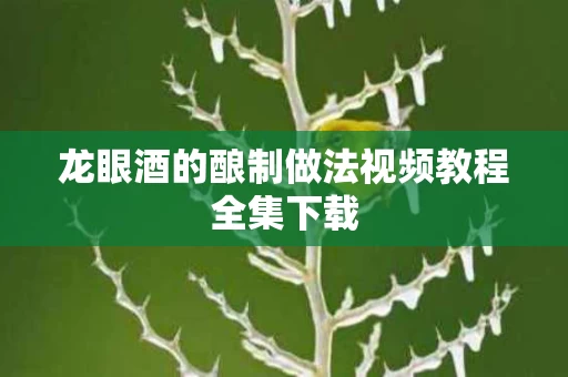 龙眼酒的酿制做法视频教程全集下载