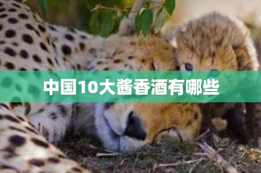 中国10大酱香酒有哪些