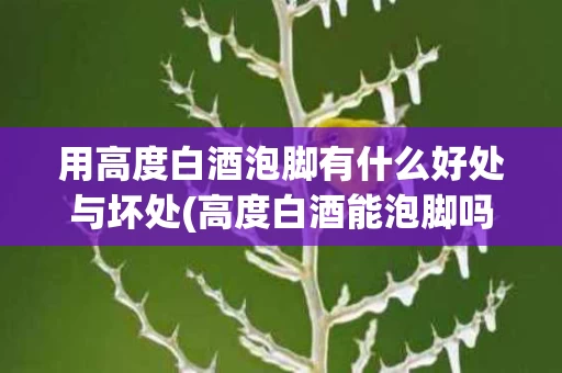 用高度白酒泡脚有什么好处与坏处(高度白酒能泡脚吗)