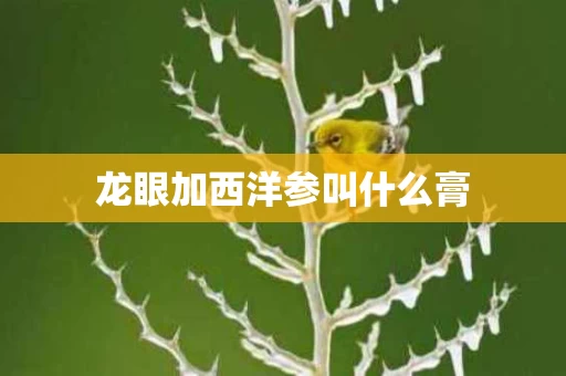 龙眼加西洋参叫什么膏