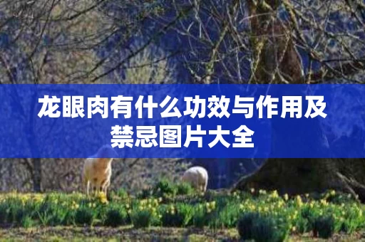 龙眼肉有什么功效与作用及禁忌图片大全