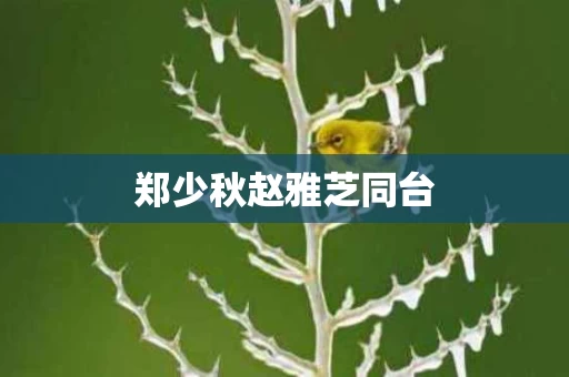 郑少秋赵雅芝同台