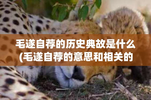 毛遂自荐的历史典故是什么(毛遂自荐的意思和相关的历史典故)