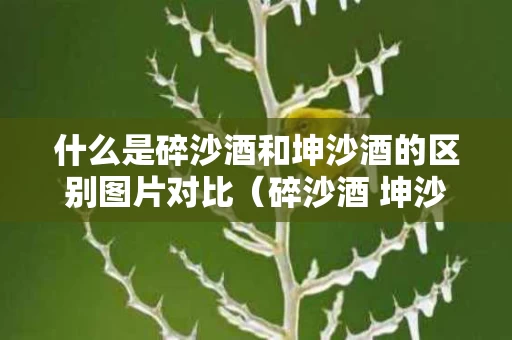 什么是碎沙酒和坤沙酒的区别图片对比（碎沙酒 坤沙酒）