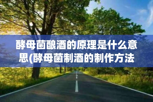 酵母菌酿酒的原理是什么意思(酵母菌制酒的制作方法)