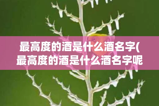 最高度的酒是什么酒名字(最高度的酒是什么酒名字呢)
