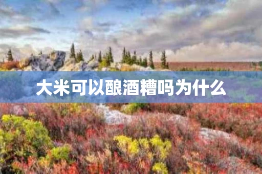 大米可以酿酒糟吗为什么