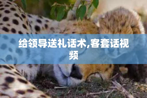 给领导送礼话术,客套话视频