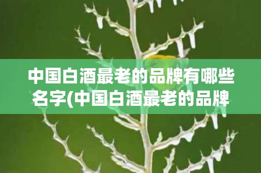中国白酒最老的品牌有哪些名字(中国白酒最老的品牌有哪些名字和图片)