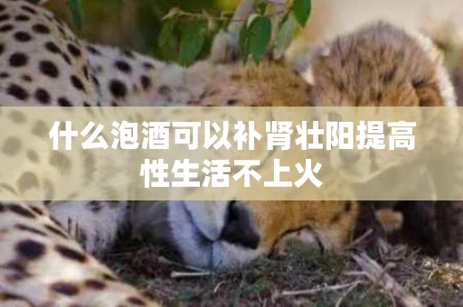 什么泡酒可以补肾壮阳提高性生活不上火