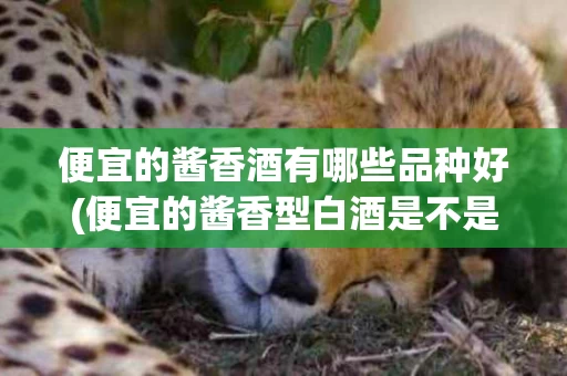 便宜的酱香酒有哪些品种好(便宜的酱香型白酒是不是好酒)