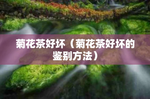 菊花茶好坏（菊花茶好坏的鉴别方法）