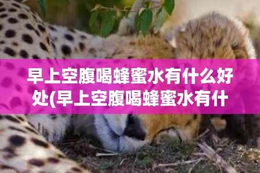 早上空腹喝蜂蜜水有什么好处(早上空腹喝蜂蜜水有什么好处能减肥吗)