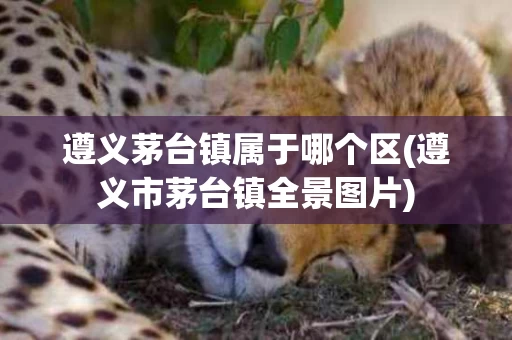 遵义茅台镇属于哪个区(遵义市茅台镇全景图片)