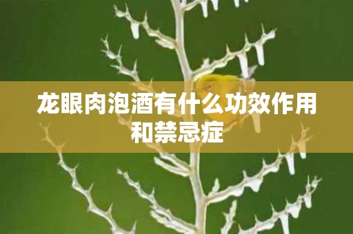 龙眼肉泡酒有什么功效作用和禁忌症