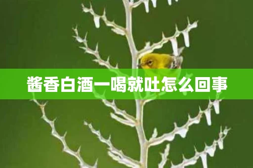 酱香白酒一喝就吐怎么回事